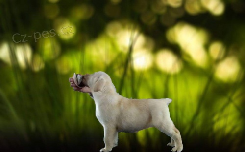 �t��ata labradorsk�ch retr�vr�