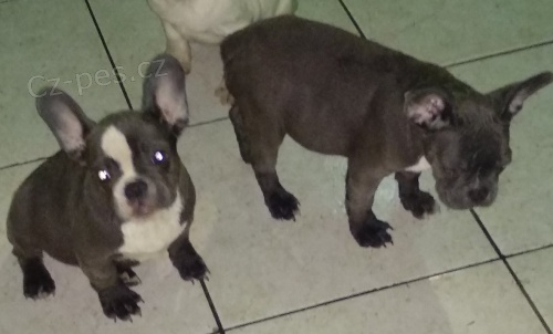 Francouzsk� buldo�ek modr� bez pp