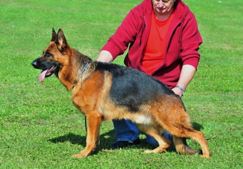 Prod�m �t���tka NO s PP,v�b�r.chov.