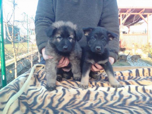 N�meck� ov��k