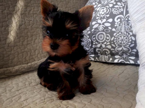 Jork��rsk� teri�r s PP