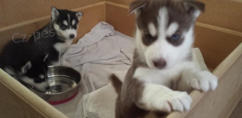 Sibi�sk� Husky �t���tka