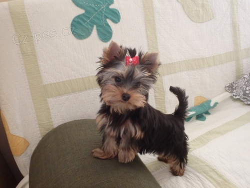 �t��ata yorkshirsk�ho terriera