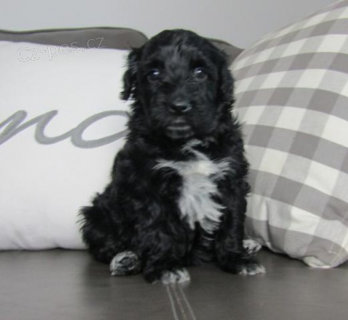 Jemn� portugalsk� vodn� psy