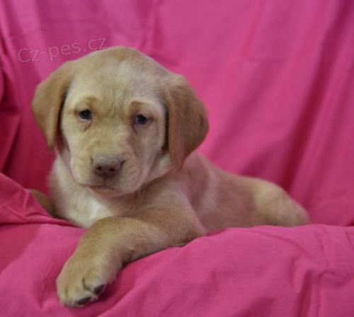 Milovn�ci �t��at Labrador Retriever