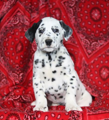N�dhern� dalmatsk� �t���tka