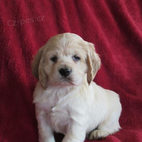 drah� kokr�pan�l