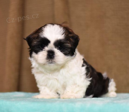 Rozko�n� �t���tka Shih Tzu