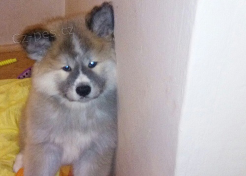 Akita inu �t�nata