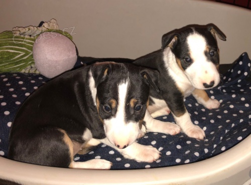 Miniaturn� Bulteri�r