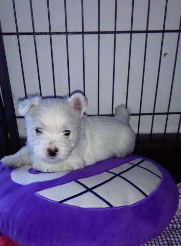West Highland White Terier-West�k