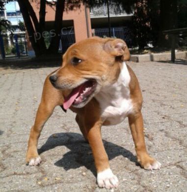 Americk� staford��rsk� teri�r mu� a �ena