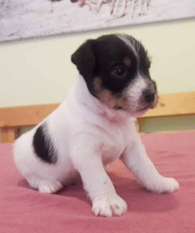 Parson Russell terier - �t��ata s pr�kazem p�vodu