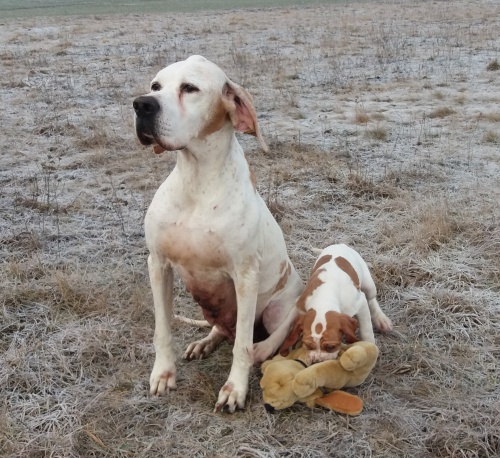 pointr �t��ata