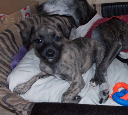 Whippet/Vipet s PP Zad�m posledn�ho pejska vrhu B