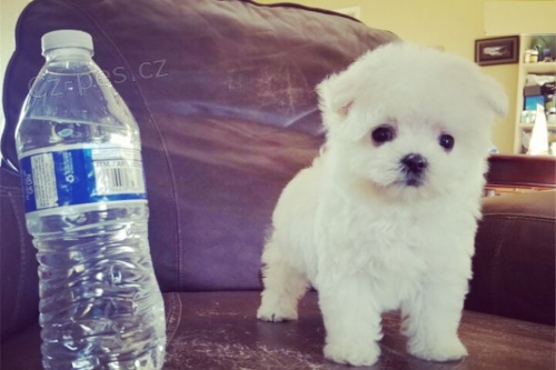 Maltsk� �t��ata na prodej.