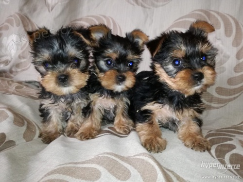 Yorkie �t��ata