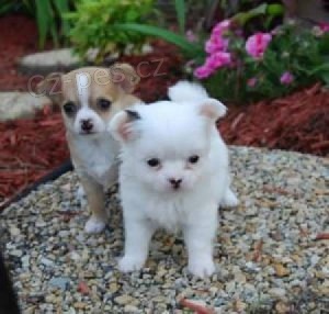 �ivava �t��ata na prodej