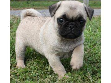 Mops �t��ata pro v� domov