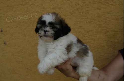 Shih-Tzu �t��ata 