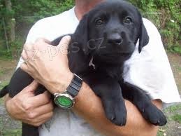 Labrador retriever �t��ata na prodej