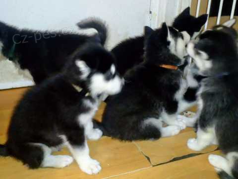 Sibi�sk� husky