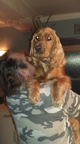 Anglick� kokr�pan�l