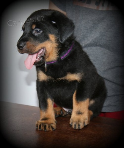 Francouzsk� ov��k - beauceron