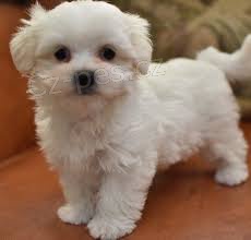 Registrovan� malt�zsk� �t��ata pro miluj�c� domovy