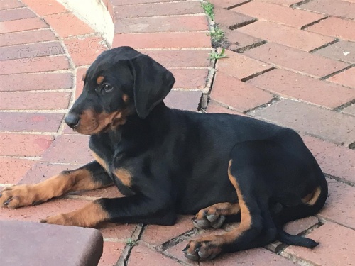 �t��ata doberman�