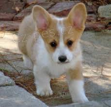 Vysok� standardn� pembroke welsh corgi �t�n�