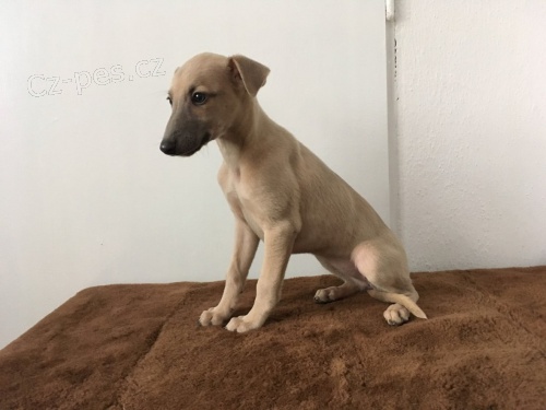 �t�n� Whippeta