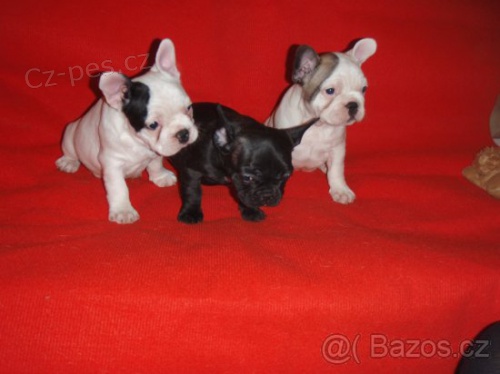 Francouzsk� buldo�ek �t��ata s pp