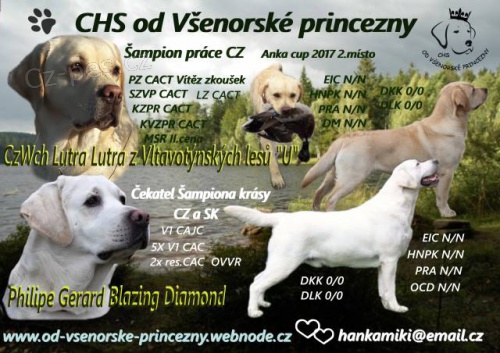 Labradorsk� retriever �lut� �t��ata s PP