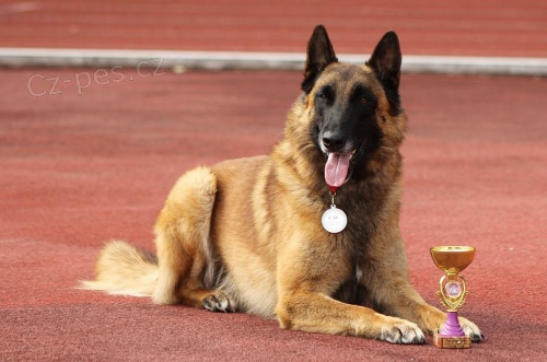 Belgick� ov��k Malinois