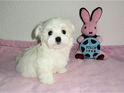 Velmi sladk� okouzluj�c� maltsk� �t���tka