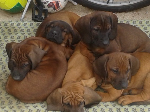 Bavorsk� barv��