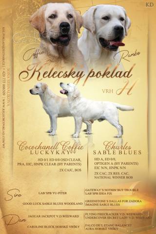 Labrador retriever �lut� s PP(pejsci i fenky)