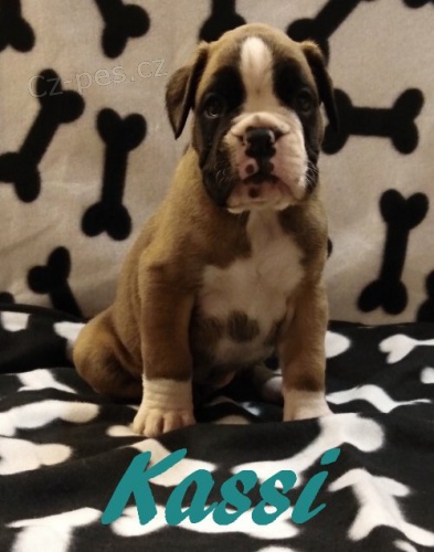 N�meck� boxer s PP