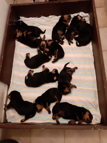 Rotvajler �t��ata s PP.