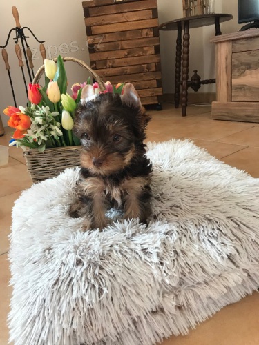 Choco yorkshire terri�r