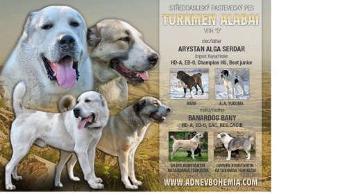 Alabai - SAO s PP aktu�ln� k odb�ru