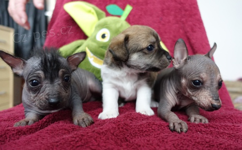 Mexick� a peru�nsk� nah��