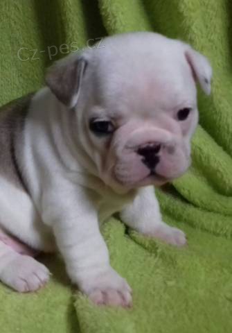 Francouzsk� buldo�ek