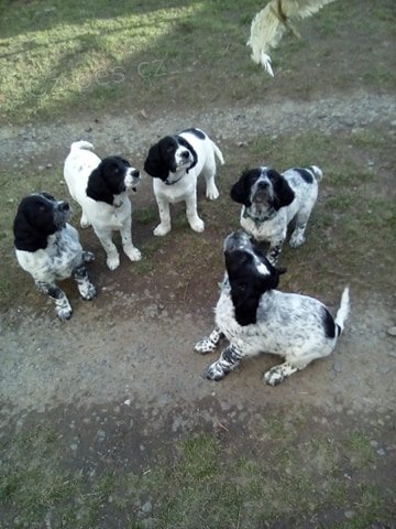 Velk� m�nsterl. oha� 