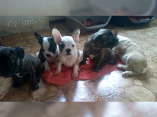 Francouzsk� buldo�ek �t��ata s PP