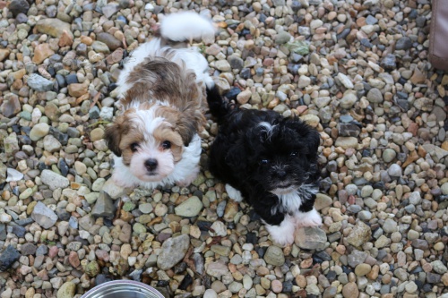 BOLO�SK� BAREVN� PS�K-RUSK� BAREVN� BOLONKA