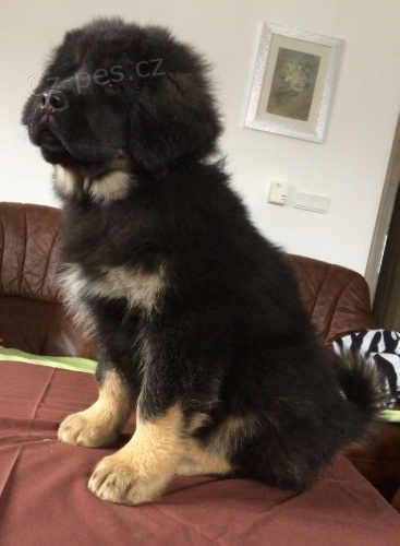 Tibetsk� doga - pejsek s PP