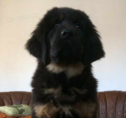 Tibetsk� doga - sle�na s PP