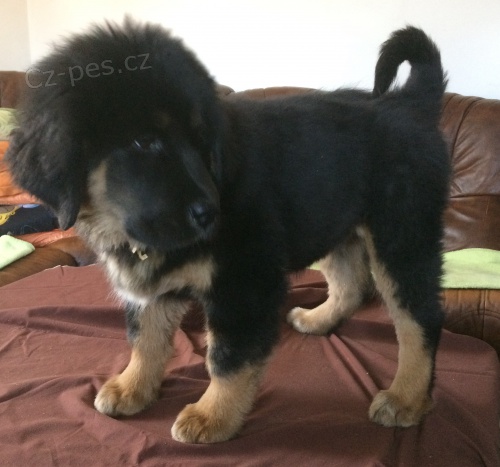 Tibetsk� doga - hol�i�ka s PP